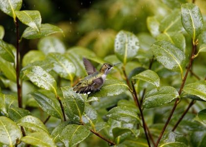 rain bird esp me3 manual