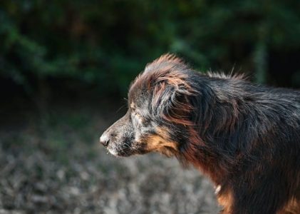 york service manuals pdf free download