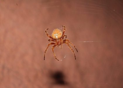 legend of the christmas spider pdf