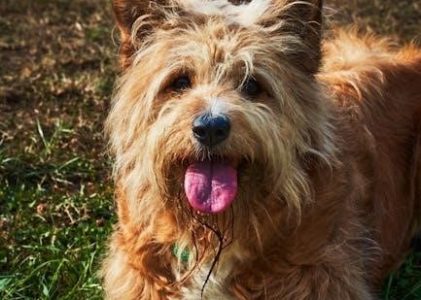 integrated chinese level 2 part 1 workbook pdf