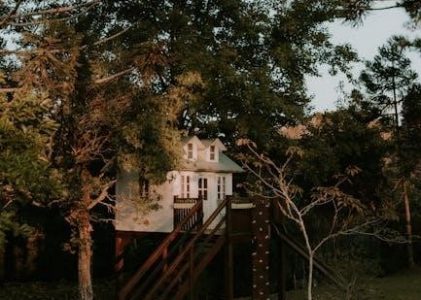 magic tree house pdf